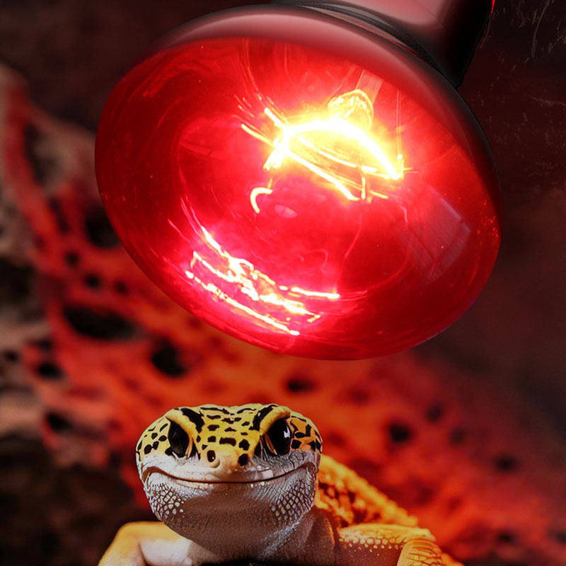 หลอดไฟอินฟราเรดสำหรับสัตว์เลื้ - Gecko Lighting & Decor บทวิจารณ์และราคา