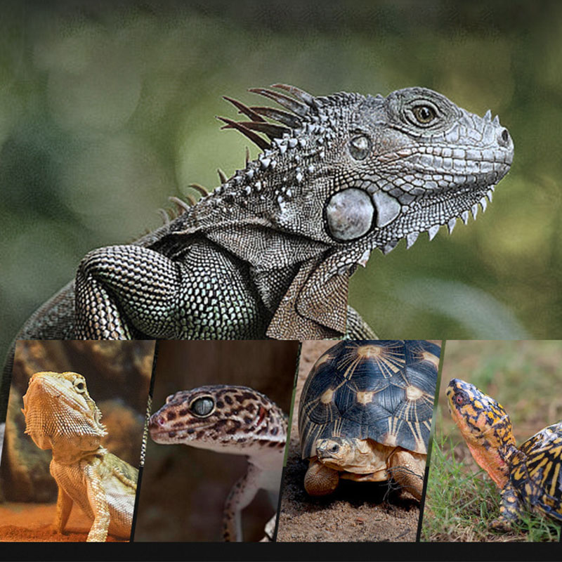 หลอดไฟอินฟราเรดสำหรับสัตว์เลื้ - Gecko Lighting & Decor บทวิจารณ์และราคา